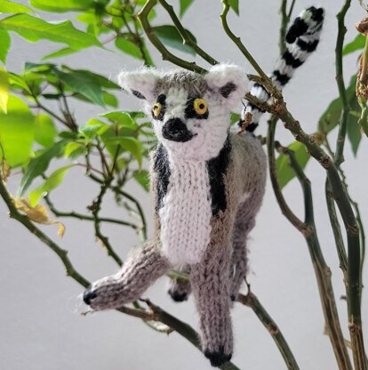 Ring-tailed lemur