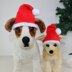 Free Dog Christmas Santa Hat