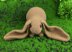 English lop rabbit
