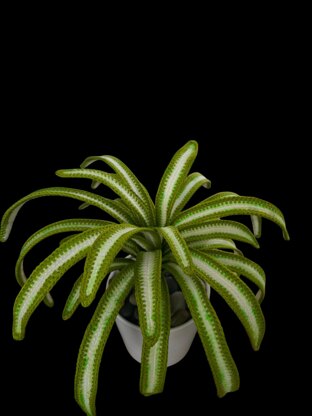 Crochet Spider plant pattern
