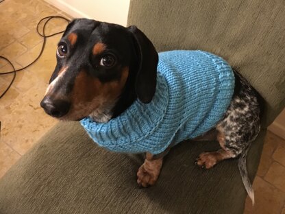 Juno dog sweater