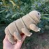 Tardigrade or Water Bear