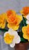 Crochet Daffodils flower