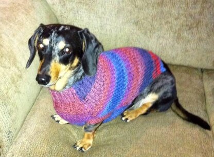 Dog sweaters outlet for miniature dachshunds