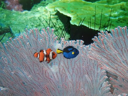 Nemo & Dory seascape