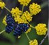 A Rabble of Butterflies