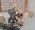Knitted Kitten, In the round Pattern