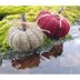 Allhallows Pumpkin