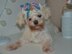 Unicorn dog hood, Crochet Pattern PDF, Size: XS for small dog