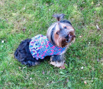 Ruffled Small Dog Sweater