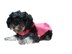 Crochet Pattern for the Dog Coat With Hood (Customizable For Small Dogs)