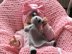 Koala Bear Security Blanket