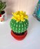 Cactus in a pot_5