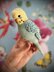 Pearl the Budgie