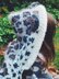 Langley the Leopard Hooded Scarf