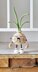 Onion