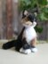 Amigurumi Realistic tricolor Calico Cat, Tuxedo cat