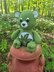 Mary Jane Leaf Stash Jar Bear