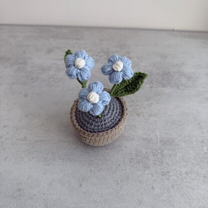 Puff Flower Plant