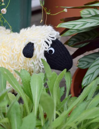 Sharon the Sheep