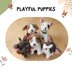 Playful Puppies