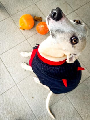 Doggo no 20 Cape