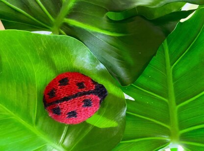 Ladybird