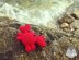 Little Crab