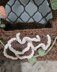 Fairy Hollow Log Basket