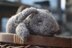 Bunny knitting pattern PDF