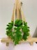 Fern Plant Car Hanging