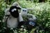 Wee Blackface Sheep (Version 2)