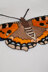 Small Tortoiseshell Butterfly in DMC - PAT0479 -  Downloadable PDF