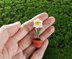 Miniature potted daffodil