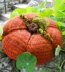 Pillow Toss Pumpkin