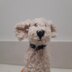 Toy poodle