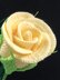 Long Stem Rose