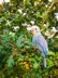 Pearl the Budgie