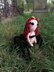 Black Widow Spider Queen