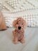 Poodle Plush