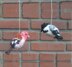 Backyard birds