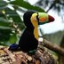 Tiki the toucan