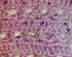 Hint of Violet Bolero/Shrug with Sequins