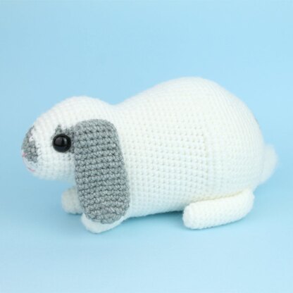 Mini Lop rabbit