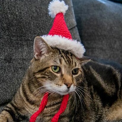 Cat Santa Hat