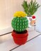 Cactus in a pot_5