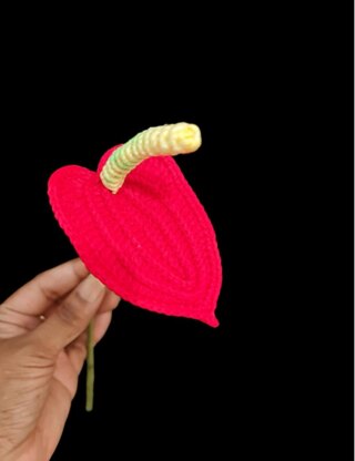 Anthurium flower