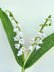 Lily of the valley