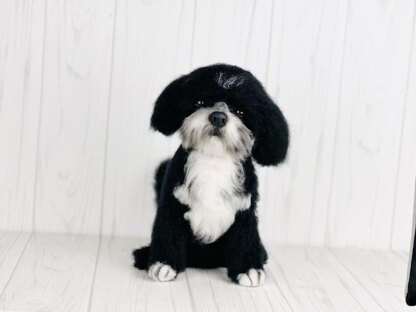 Black and White Shih Tzu dog