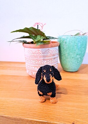Dachshund